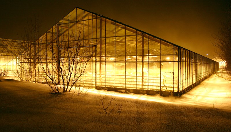 Afkoma garðyrkjubænda hefur almennt versnað