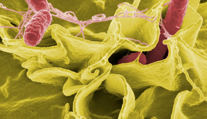Sýklalyfjaónæmar bakteríur greinast í Danmörku