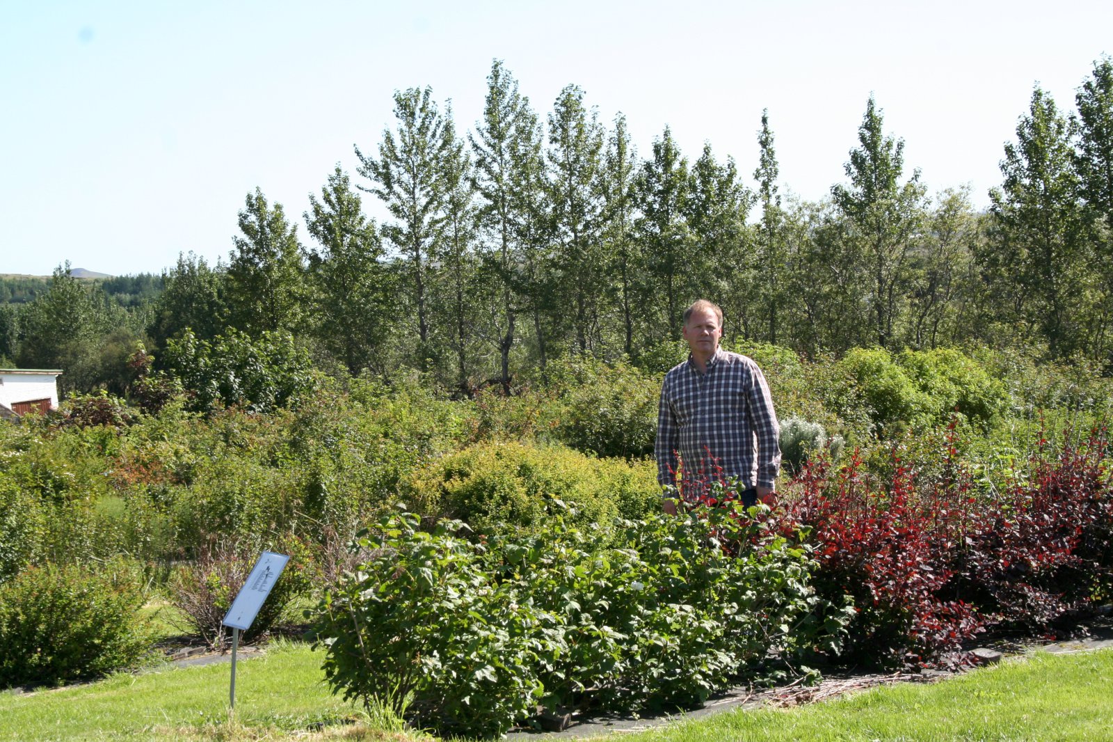 Skjólbelti framtíðar