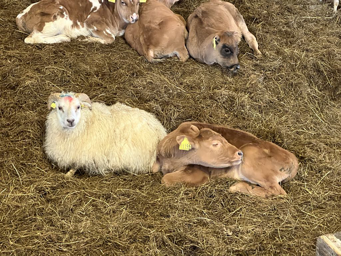 Bændur þurfa að standa saman