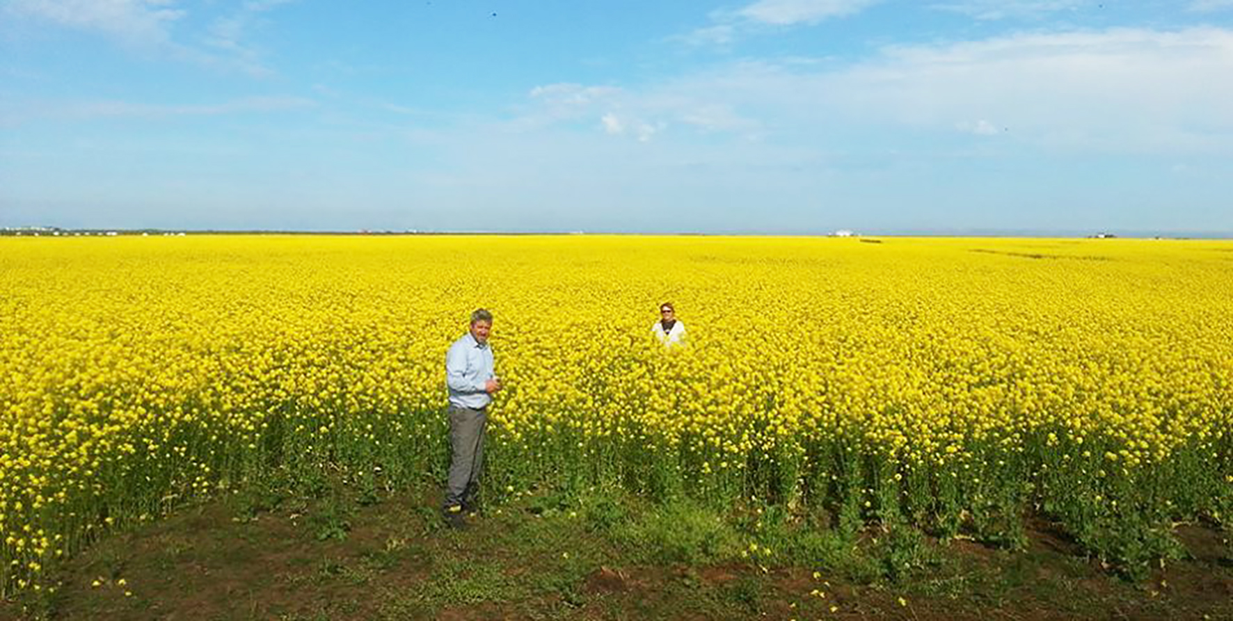 Repjuolía sem orkugjafi fyrir hross
