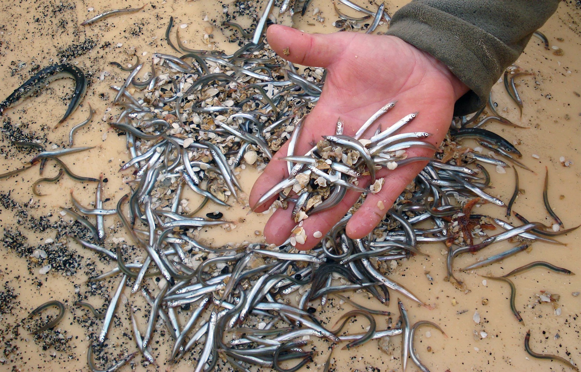 Örlagavaldur kríu og lunda