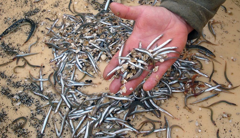 Örlagavaldur kríu og lunda