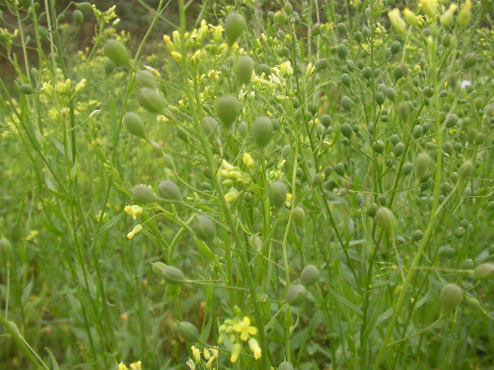 Akurdoðra er til margs nýtileg