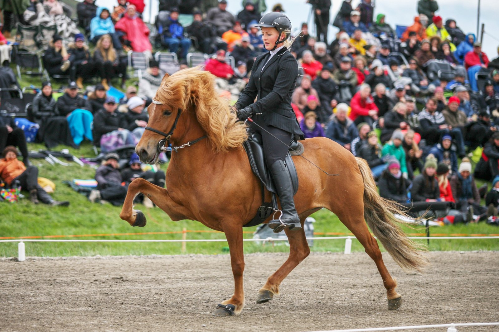 Kynbótasýningar hrossa sumarið 2017