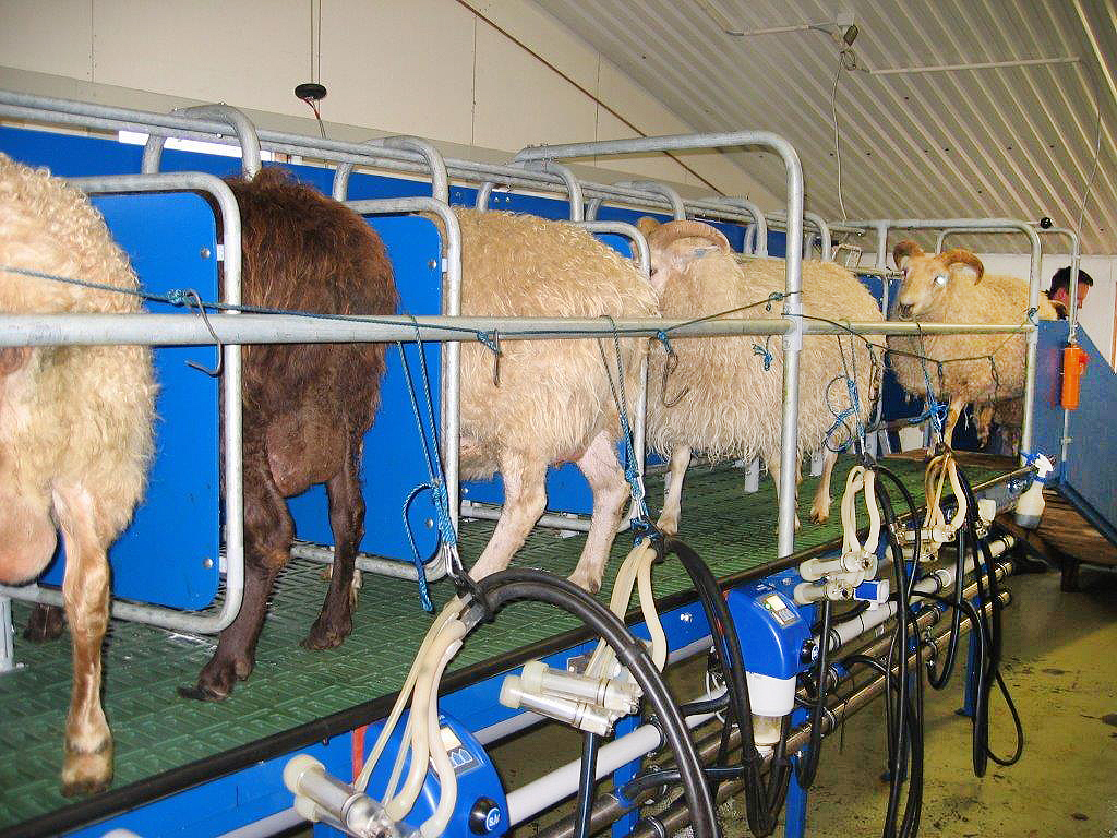 Er mögulegt að framleiða íslenska sauðaosta