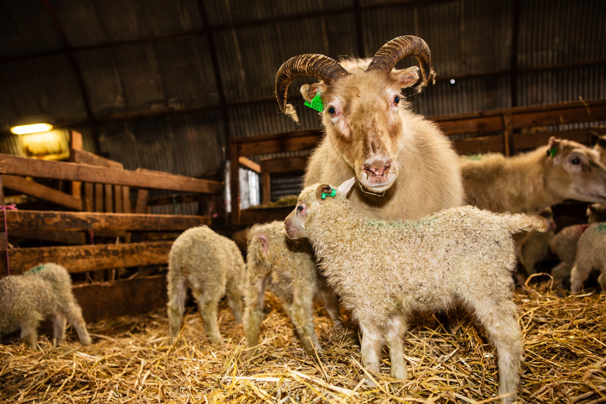 Kynning á nýjum reglugerðum um riðuveiki og flutninga fjár