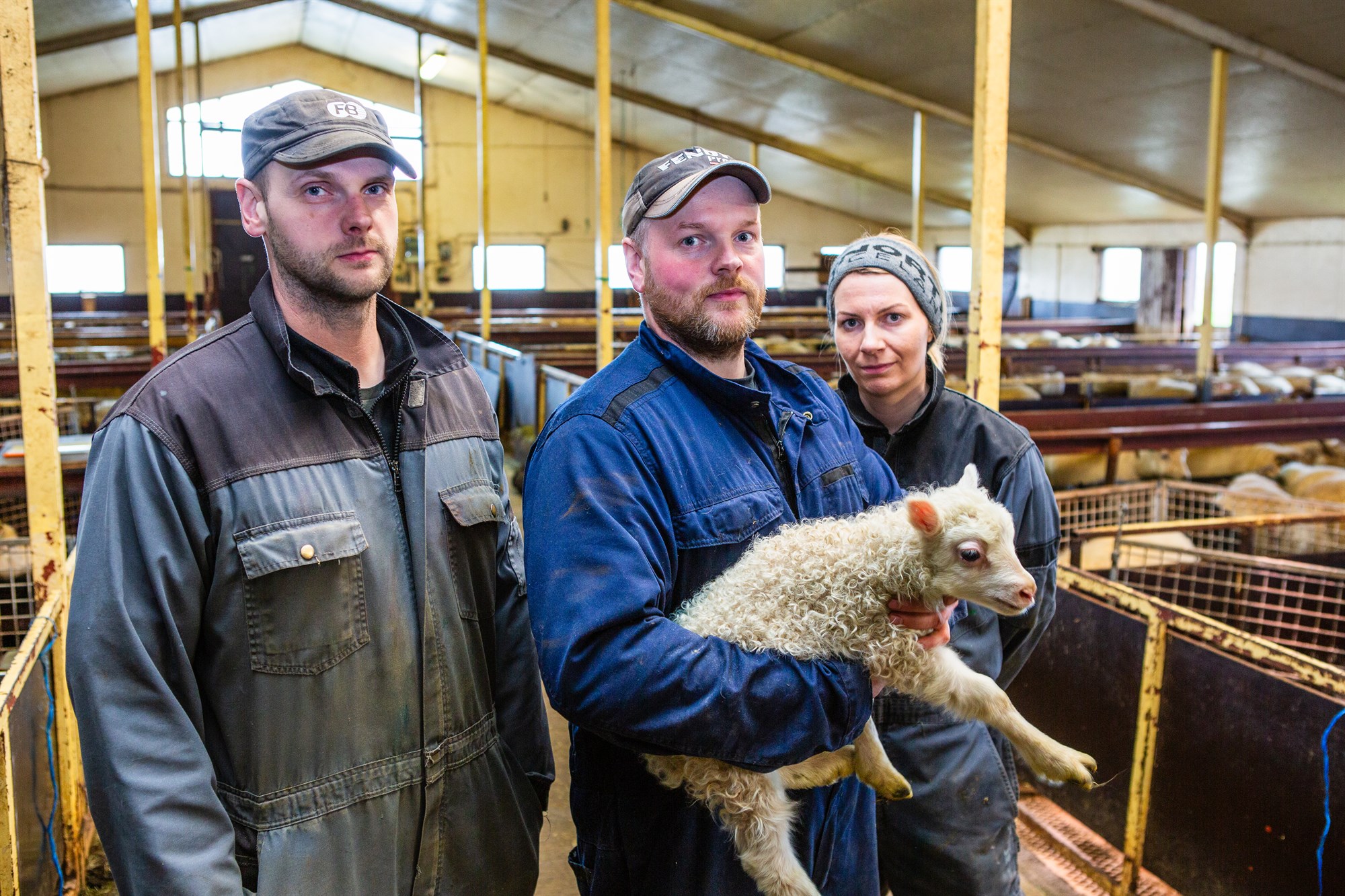 Allt á kafi í sauðburði