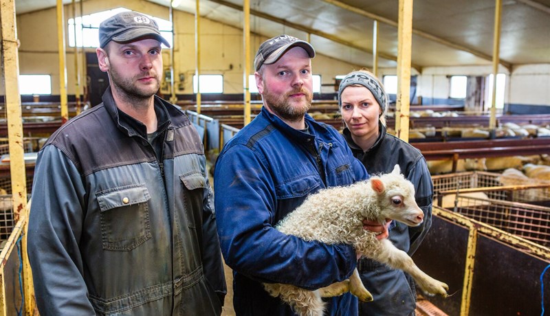 Allt á kafi í sauðburði