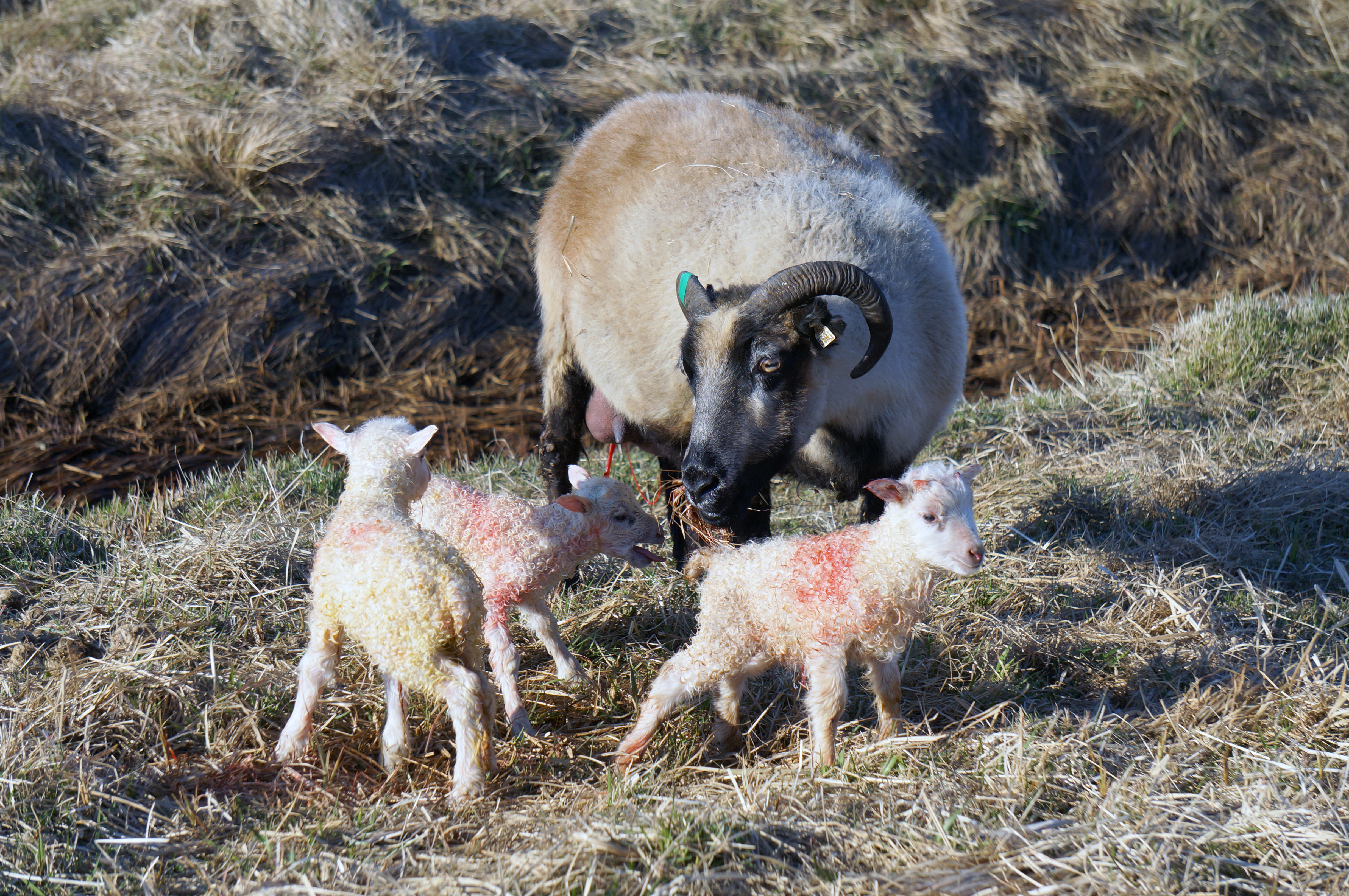 Búfjáreign Íslendinga var samtals um 1,6 milljónir dýra í árslok 2019