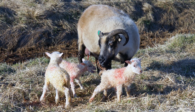 Búfjáreign Íslendinga var samtals um 1,6 milljónir dýra í árslok 2019