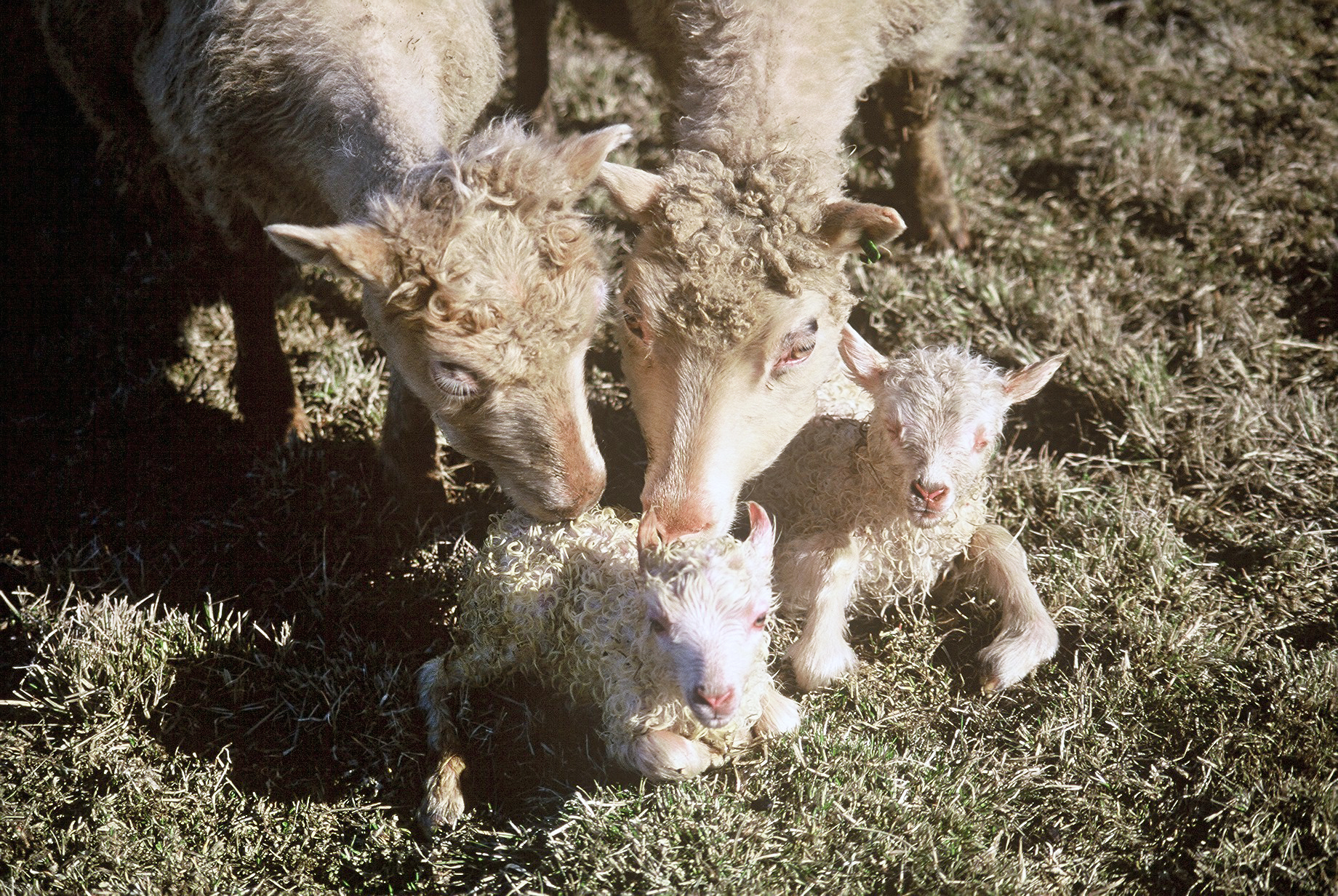 Sau&#240;bur&#240;ur og COVID-19