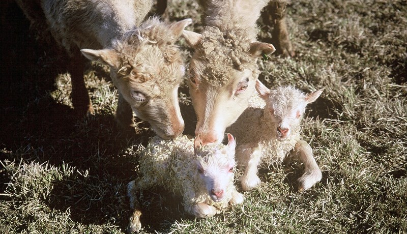 Sauðburður og COVID-19