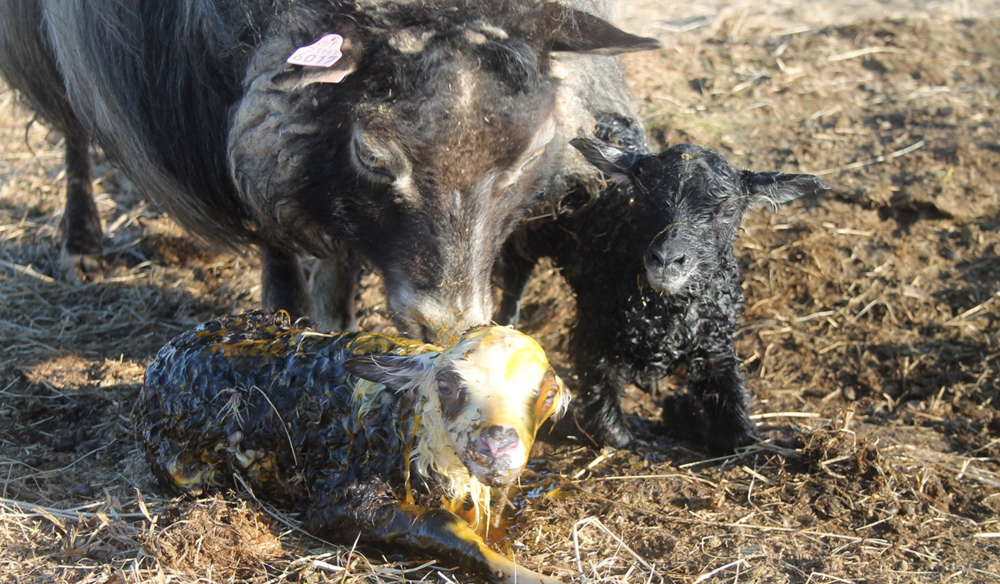 Burðarhjálp: Leiðbeiningarmyndbönd