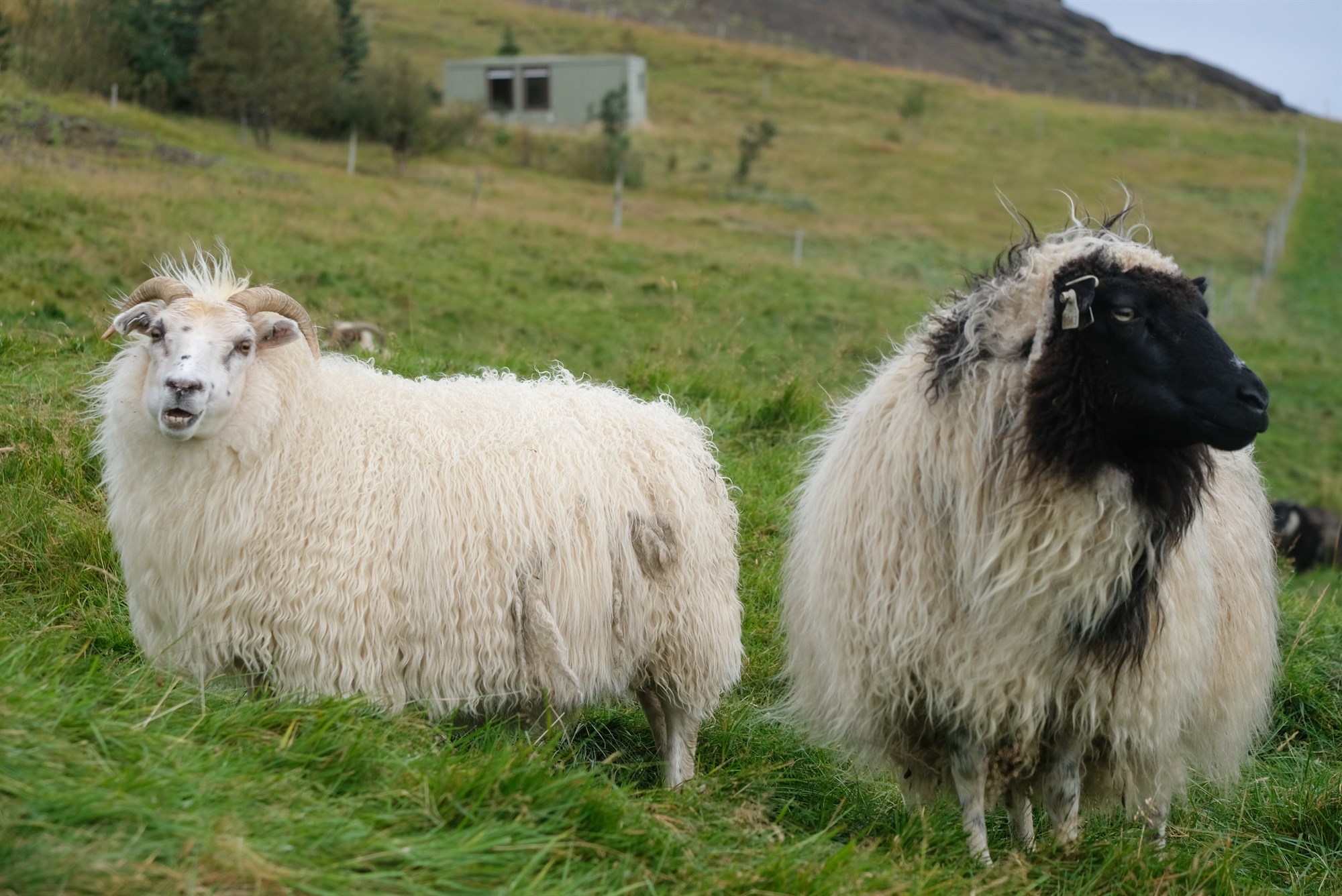 Á hverju byggir samtalið?