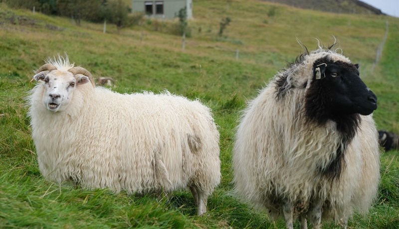 Á hverju byggir samtalið?