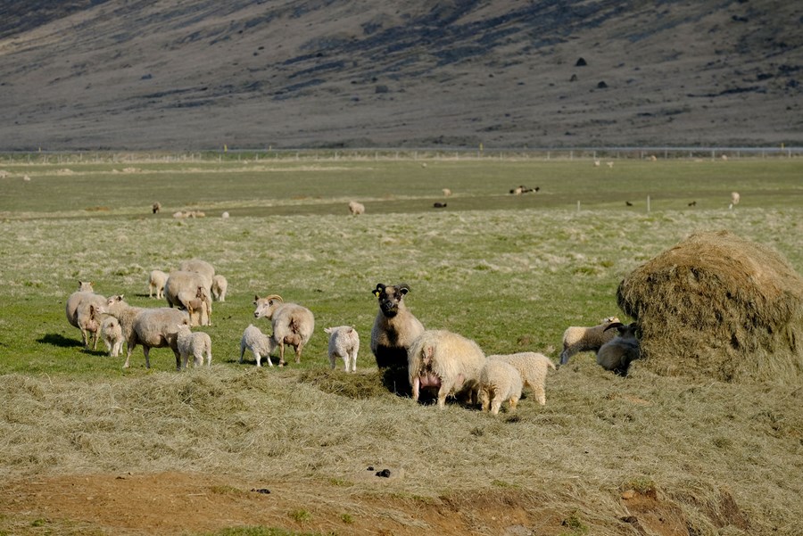 Hægt verður á niðurtröppun greiðslumarks í sauðfjárrækt.