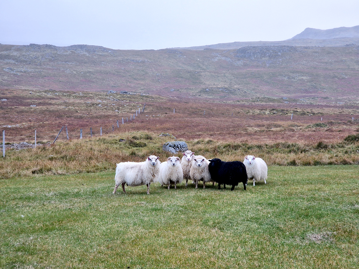 Sauðfé fækkað í haust