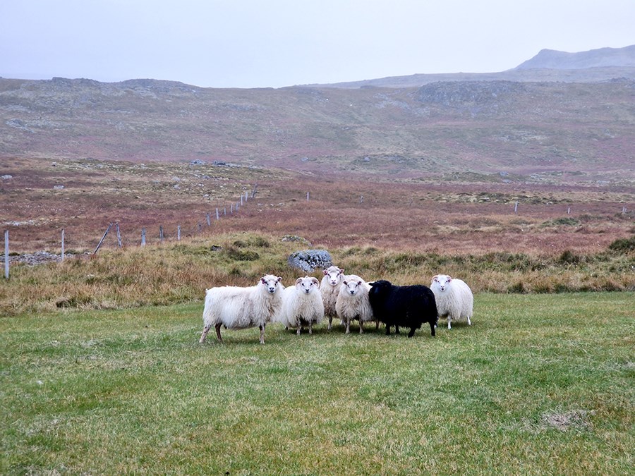 MAST hefur gert kröfu um að ábúendur á sauðfjárbúi í Þverárhlíð ráði til sín þrjá starfsmenn til að tryggja velferð. Mynd tengist frétt ekki beint.