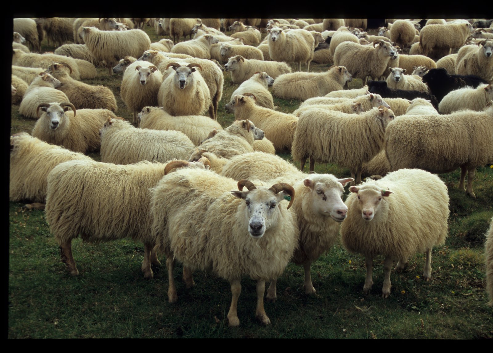 &#205; m&#246;rgum sveitum nor&#240;austanlands f&#233;llu met &#225;ri&#240; 2014