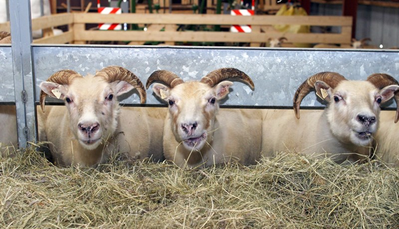 Sauðfjárrækt nýtir ýmsa kosti frjáls markaðar