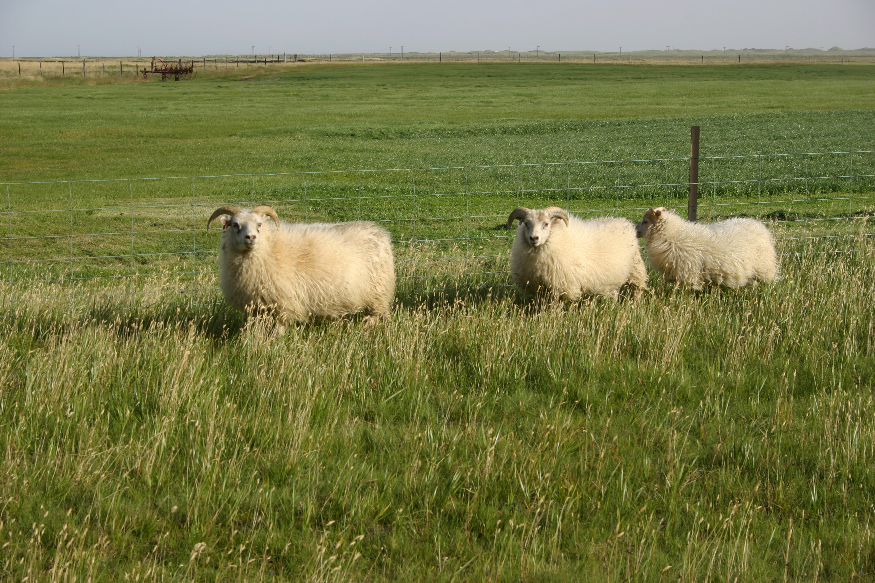 Leggur til niðurskurð á öllum bæjum sem verið hafa með fé í Húna- og Skagahólfi