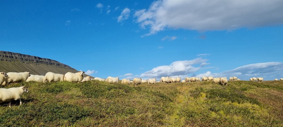Bylting í sauðfjárræktinni 