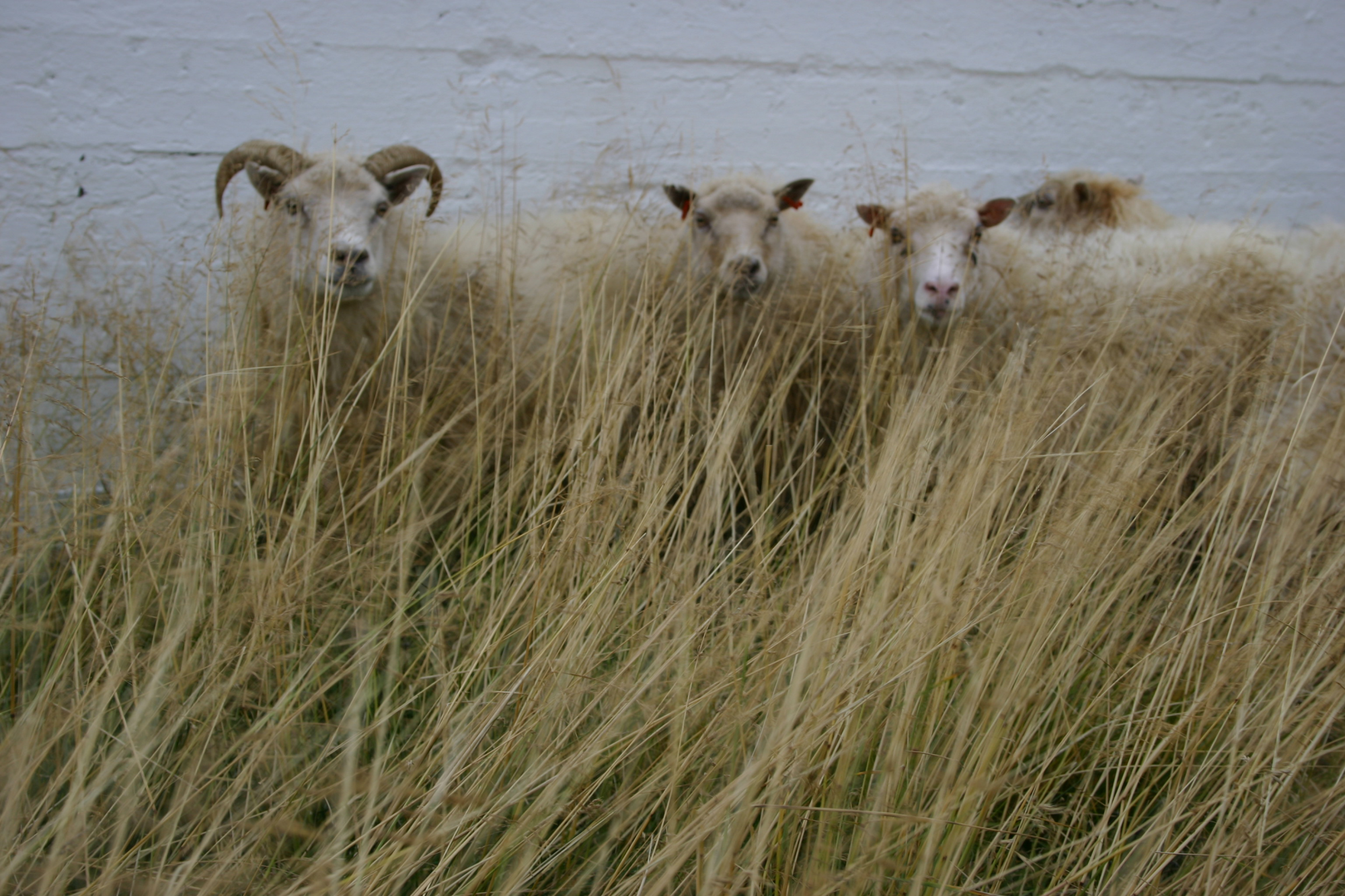 Riðutilfelli staðfest í Húnaþingi vestra