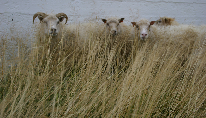 Riðutilfelli staðfest í Húnaþingi vestra