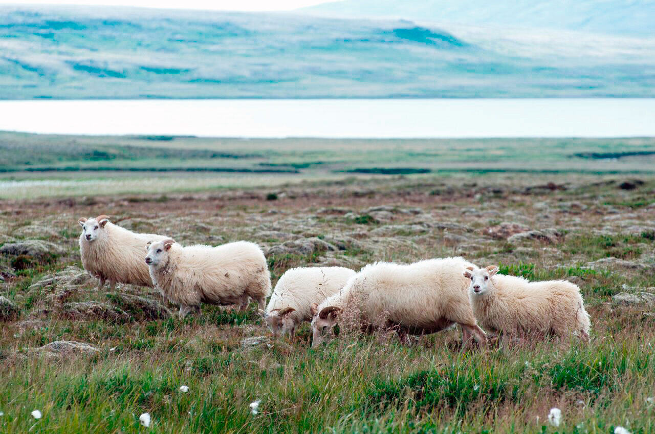 Íslenskir sauðfjárbændur taka forystu