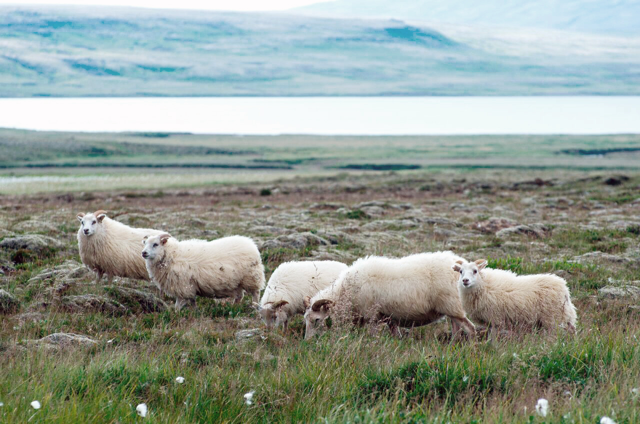 SS greiðir bændum 2,5% ofan á innlegg ársins 2016