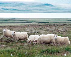 SS greiðir bændum 2,5% ofan á innlegg ársins 2016