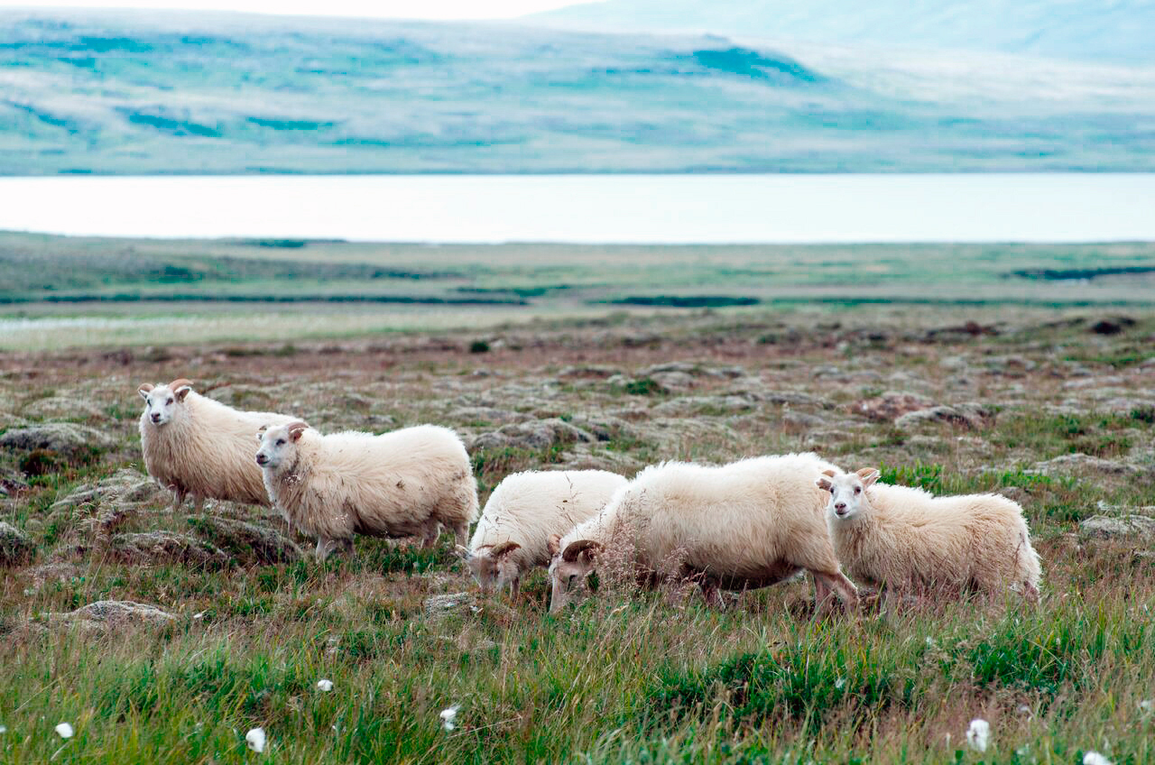 Skjálfandahólf gæti orðið riðufrítt um áramótin