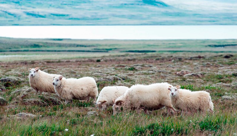 Skjálfandahólf gæti orðið riðufrítt um áramótin