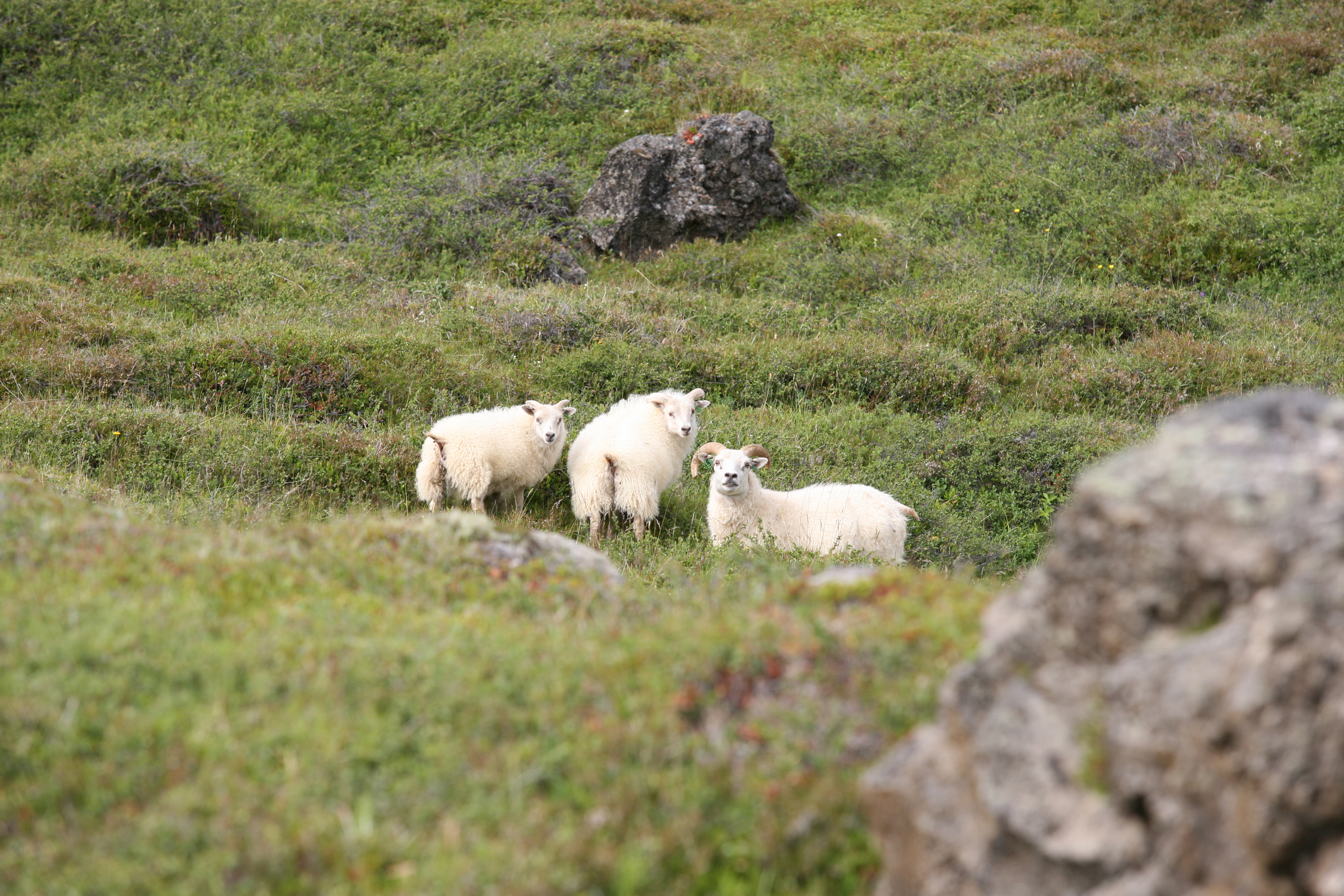 Aðilaskipti að greiðslumarki sauðfjár óheimil frá 1. júní