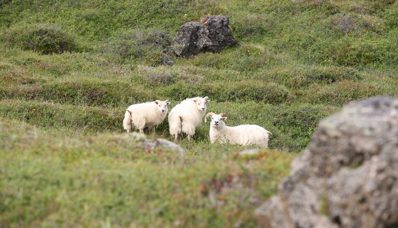 Aðilaskipti að greiðslumarki sauðfjár óheimil frá 1. júní