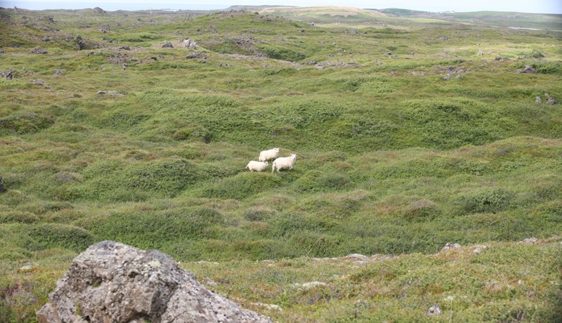 Ætla stjórnmálamenn endalaust að verja sauðfjárræktina á kostnað lands og þjóðar?