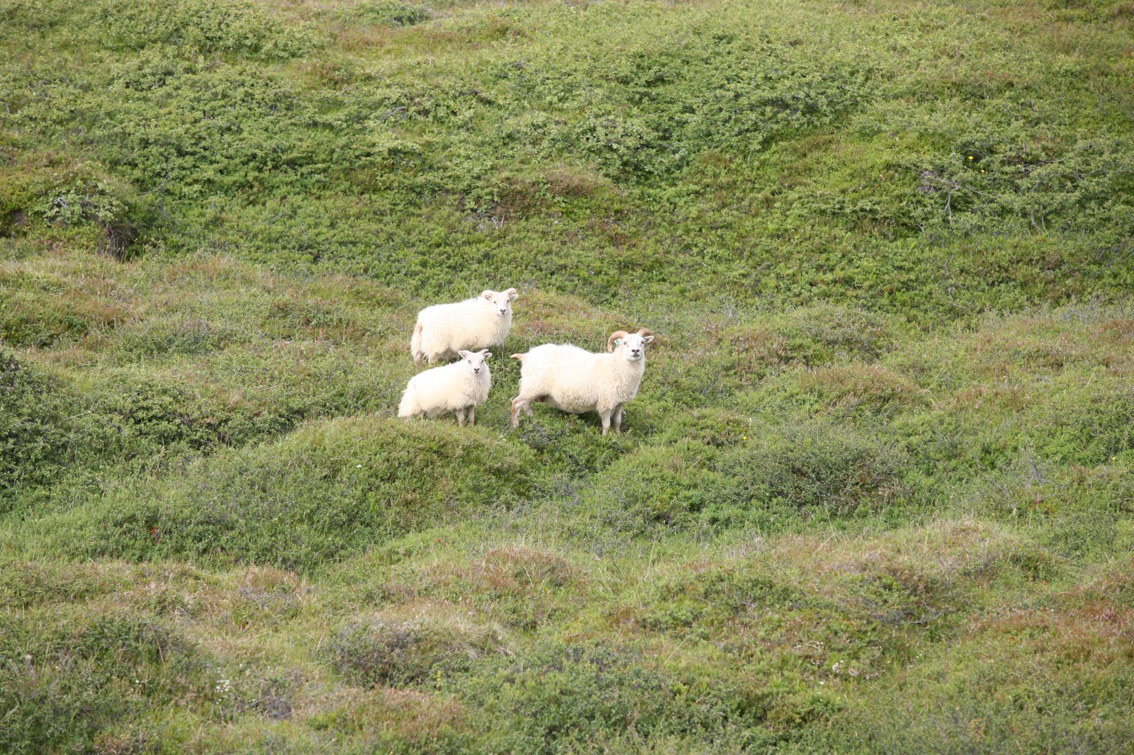 Leggja ekki til efnislegar breytingar á búvörusamningum