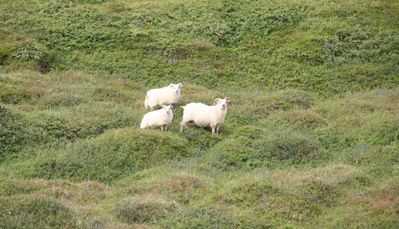 Tillögur stjórnvalda vegna erfiðleika í sauðfjárrækt