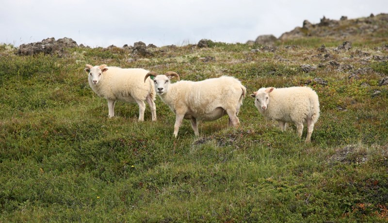 Bændur segja tillögur stjórnvalda í rétta átt
