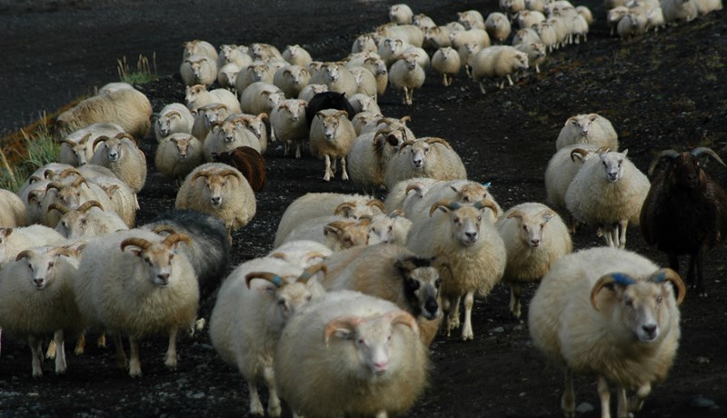 Ungir sauðfjárbændur leggja línurnar