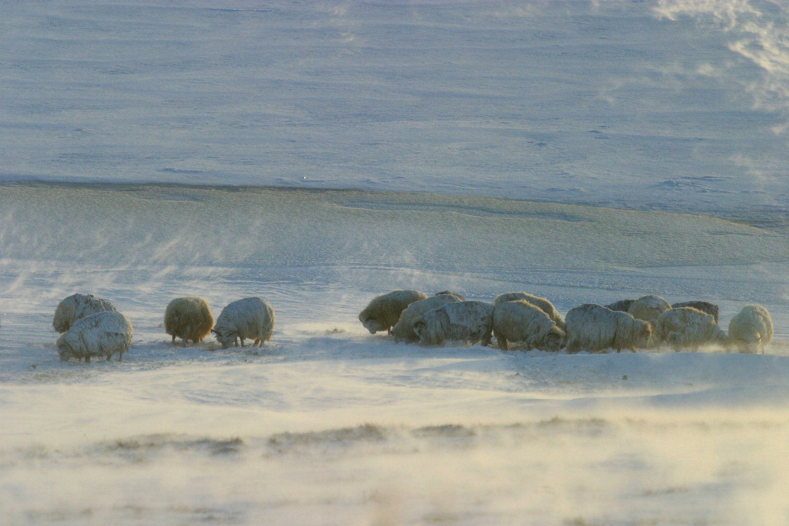 Vandamál sem fjárbændur verða að taka fastari tökum