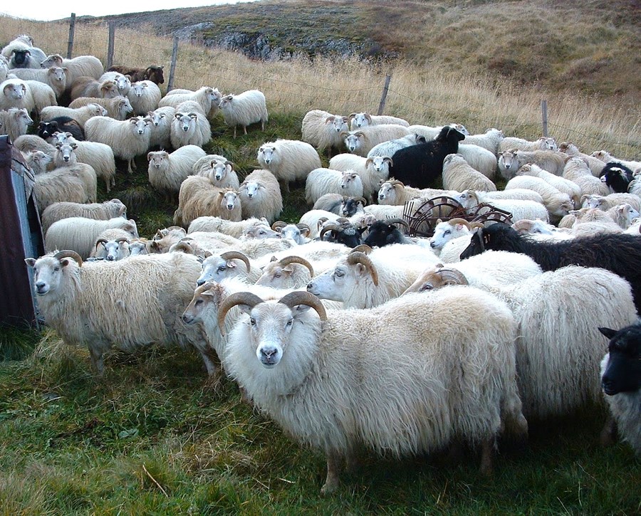 Innlausnarmarkaður fyrir greiðslumark sauðfjár verður í nóvember. 