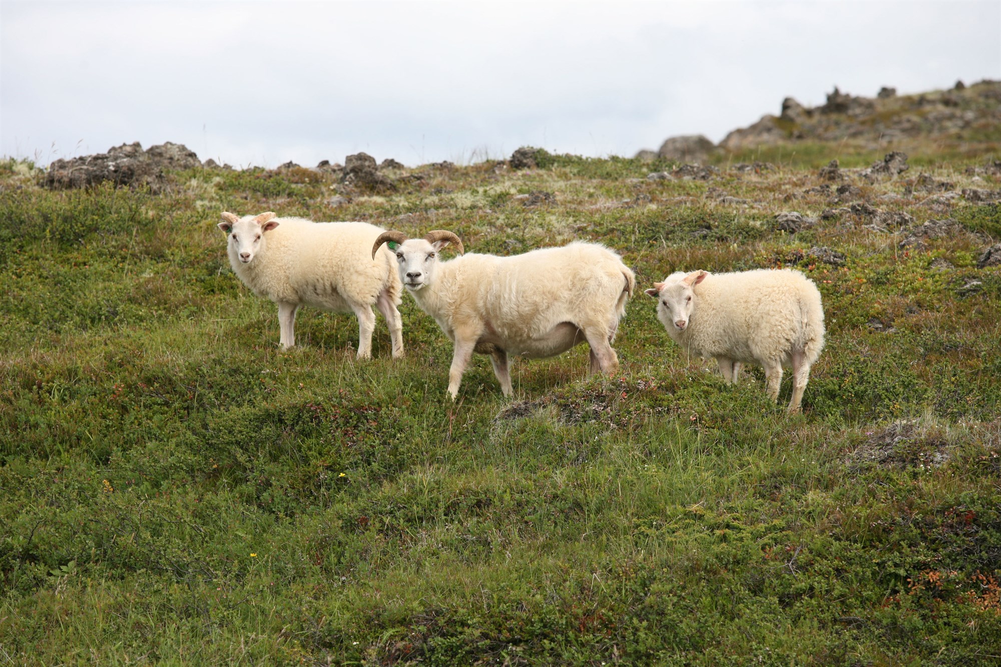Nokkur orð um afkomu sauðfjárbænda