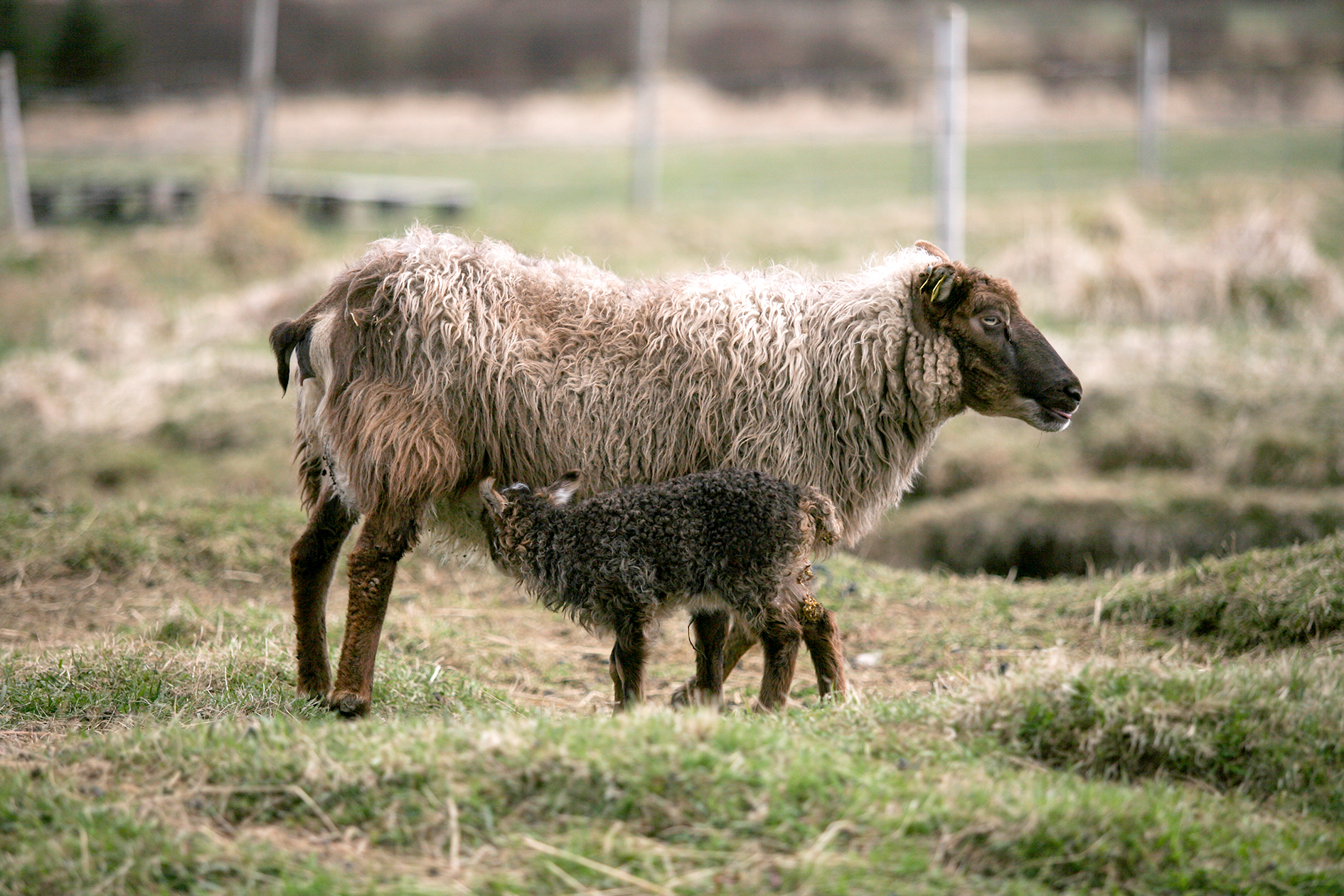 Breytt aðferðarfræði við útrýmingu á riðu
