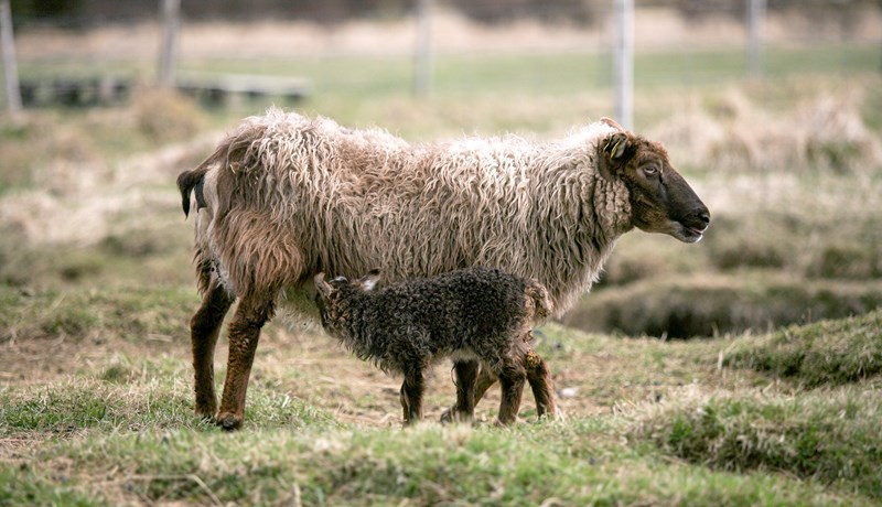 Breytt aðferðarfræði við útrýmingu á riðu