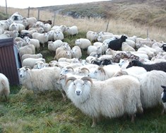 Aðild að ESB mundi rústa íslenskum landbúnaði