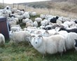 Aðild að ESB mundi rústa íslenskum landbúnaði