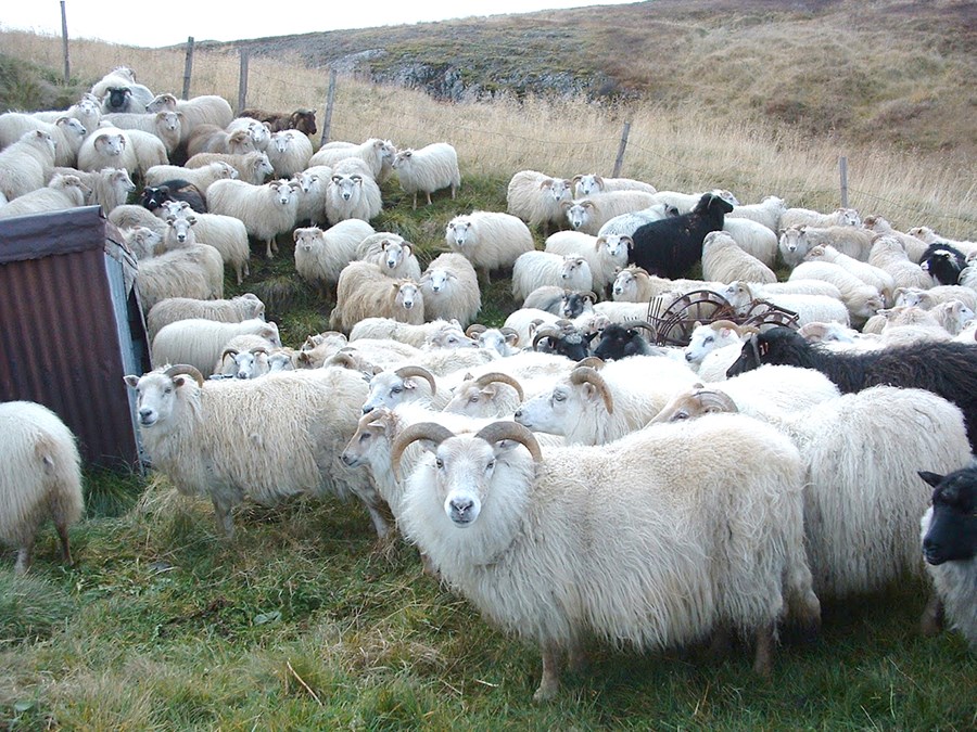 Aðild að ESB mundi rústa íslenskum landbúnaði