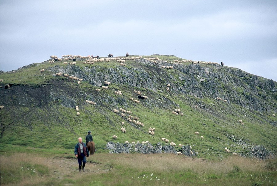 „Bændurnir þekkja kostina sem hún hefur og áhugann á sameiningarmættinum í samfélaginu. Og ekki er verra að hún kann að spila á harmonikku og stýra fjöldasöng,“ segir Kristín Vala Ragnarsdóttir.